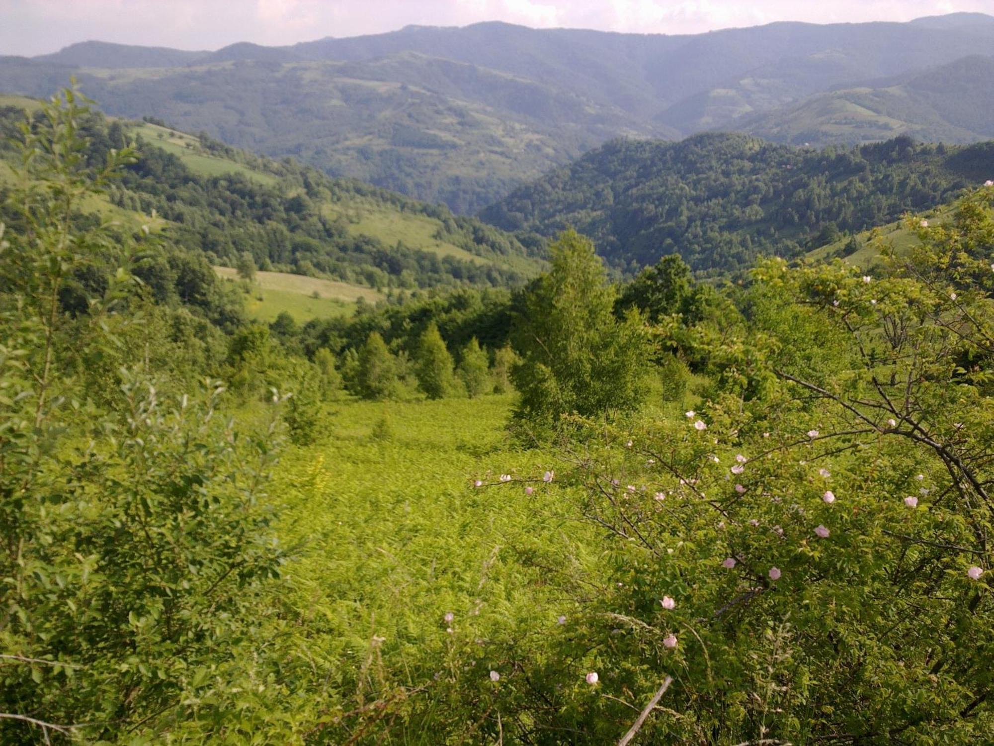 Hotel Javor Kušići Eksteriør billede